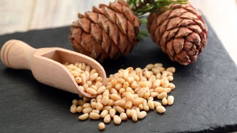 Best Pine Nuts in India 2022